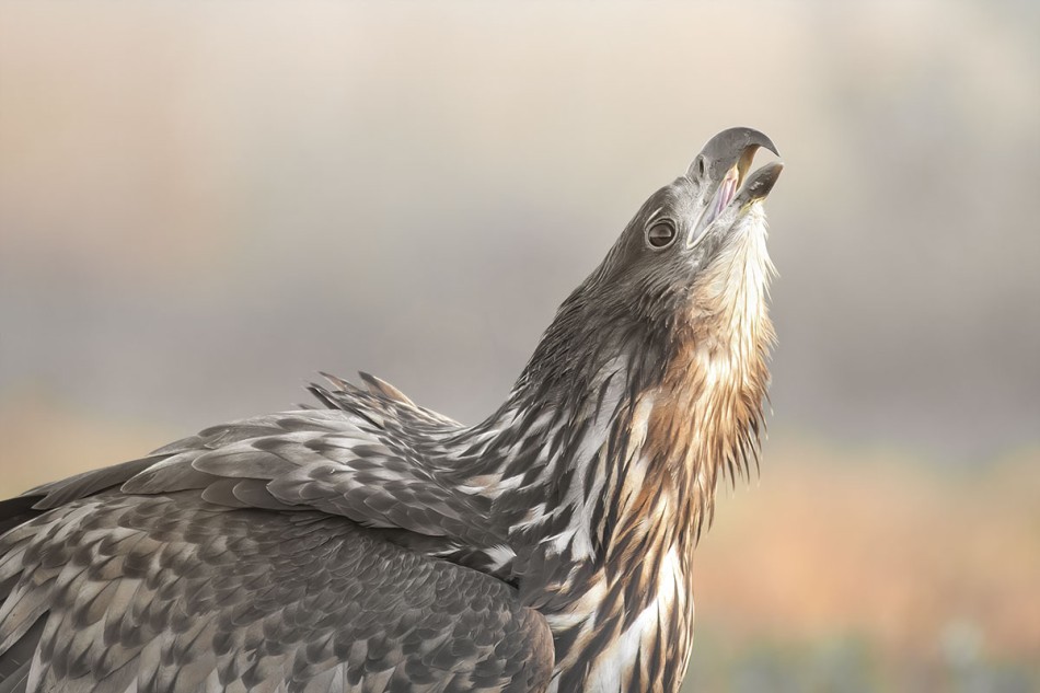 Bielik portretowo. . Zdjęcie 338000