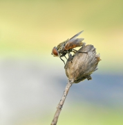 Musca domestica