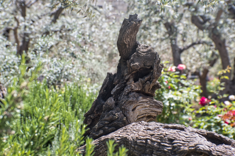 Hunter XL - . . Zdjęcie 315355