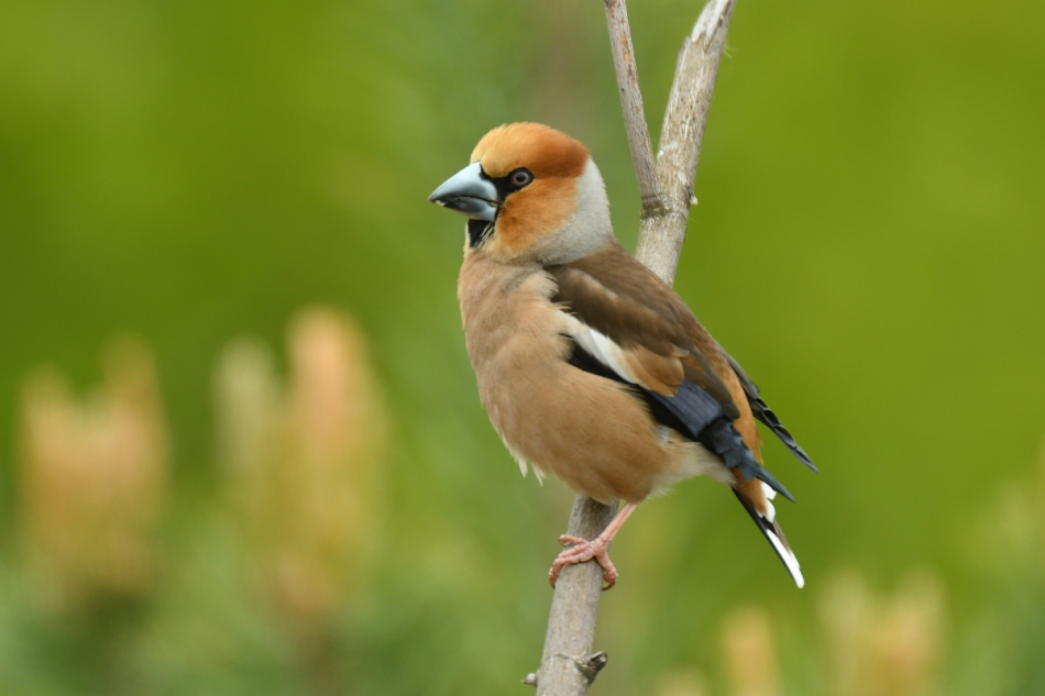 dudley - Grubodziob zwyczajny.. . Zdjęcie 245840