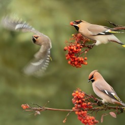 Jemiołuszki na lunchu