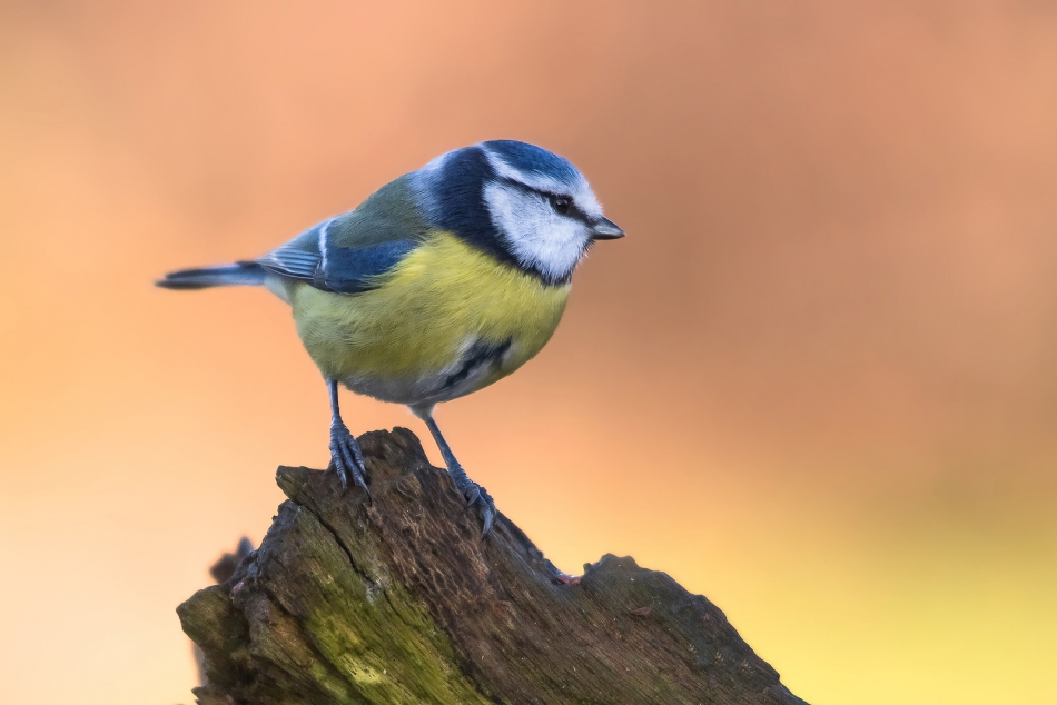 roman53 - . . Zdjęcie 295414