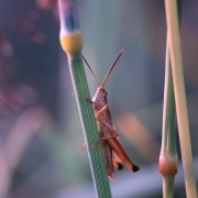 Bambusowo