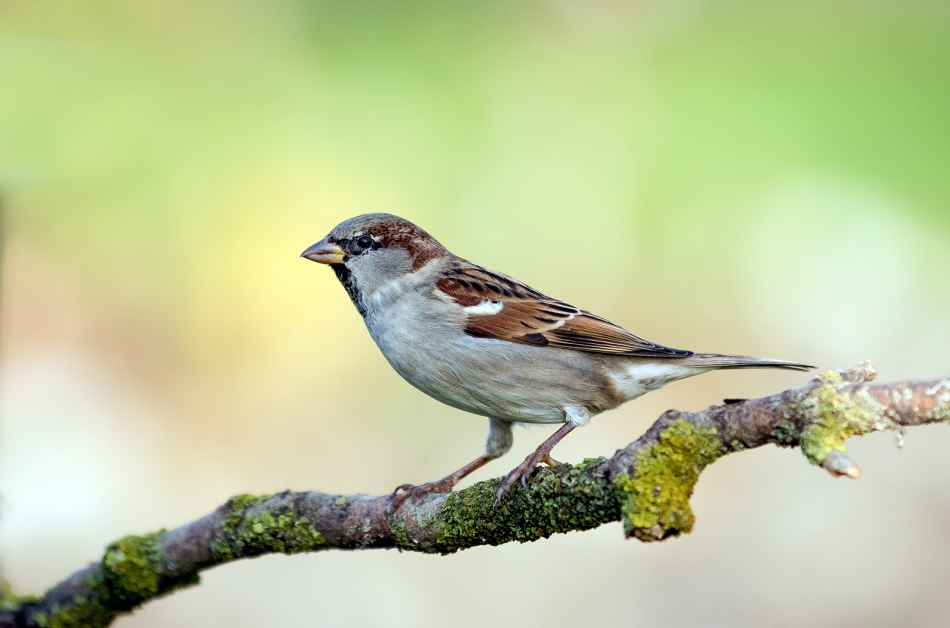 roman53 - . . Zdjęcie 295572