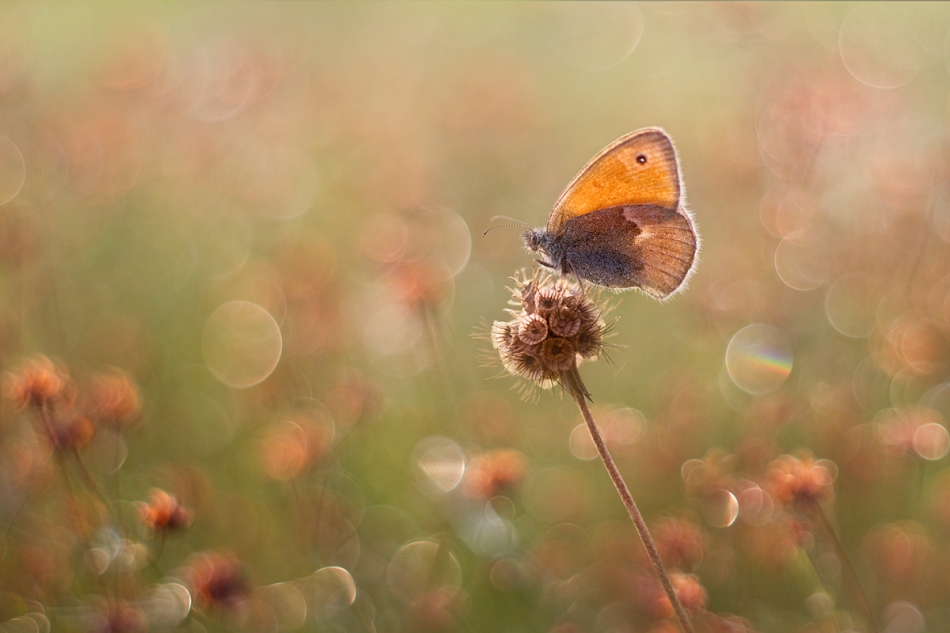 agnez - . PE. Zdjęcie 214337