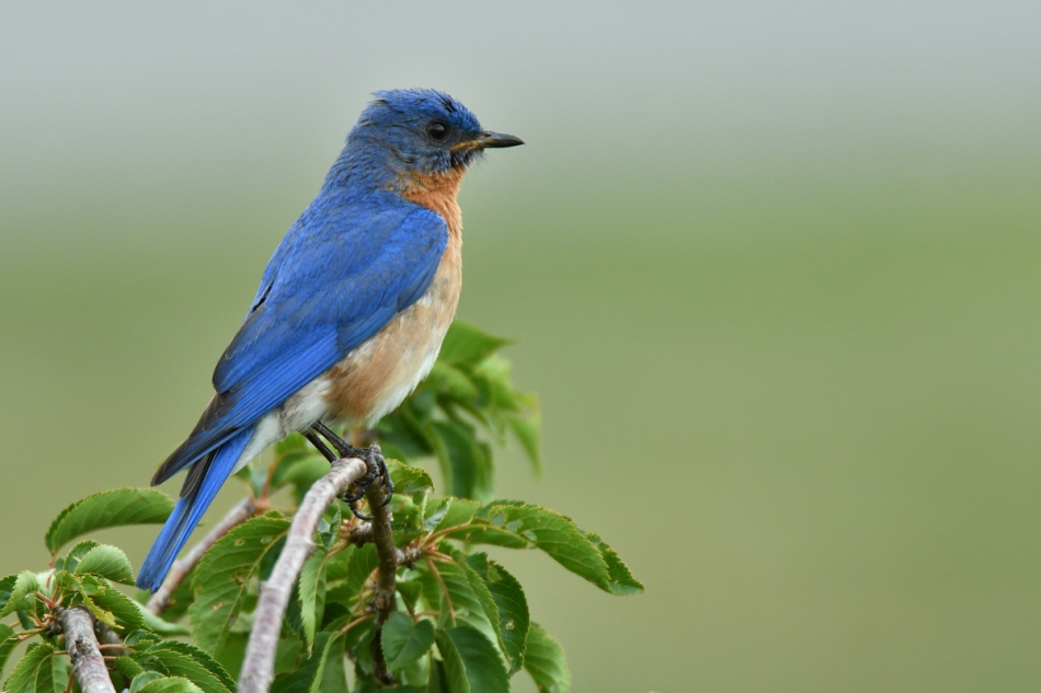 dudley - Blekitnik rudogardly.. . Zdjęcie 247018