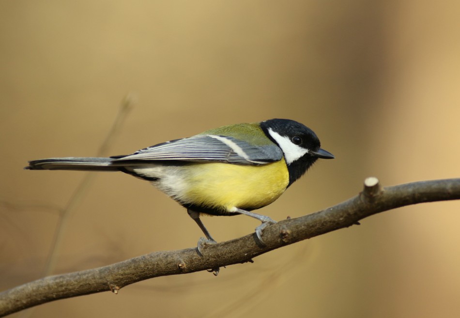 Sikorka . . Zdjęcie 339317