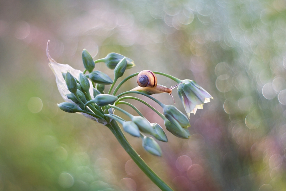 agnez - . PE. Zdjęcie 214338