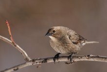 Brown - Headed Cowbird ...