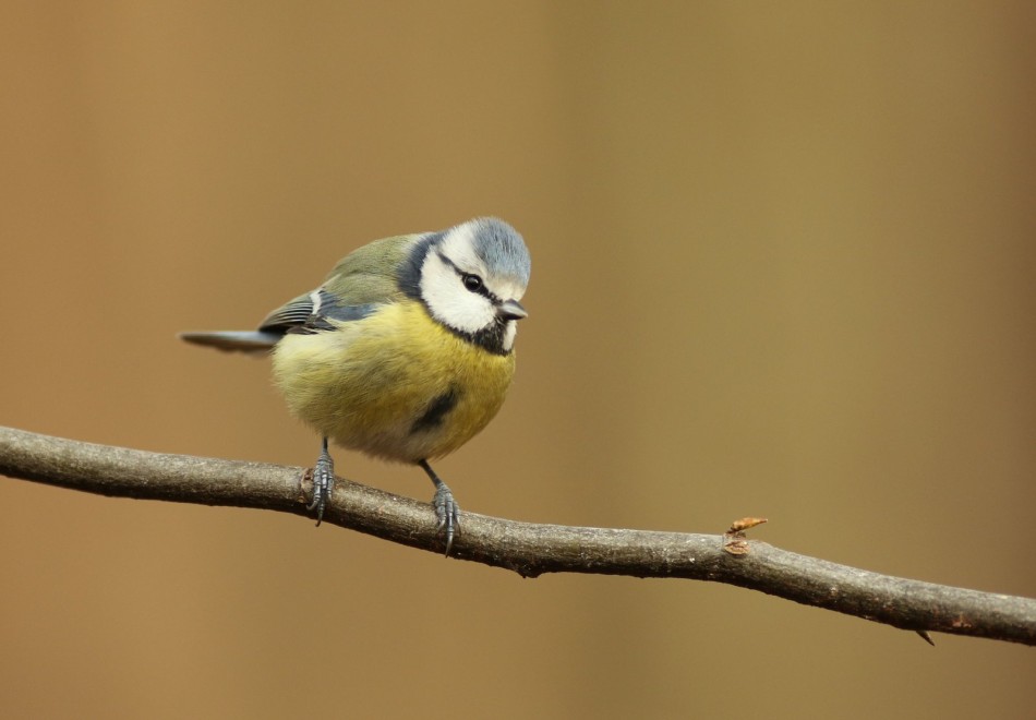 Modra. . Zdjęcie 337872