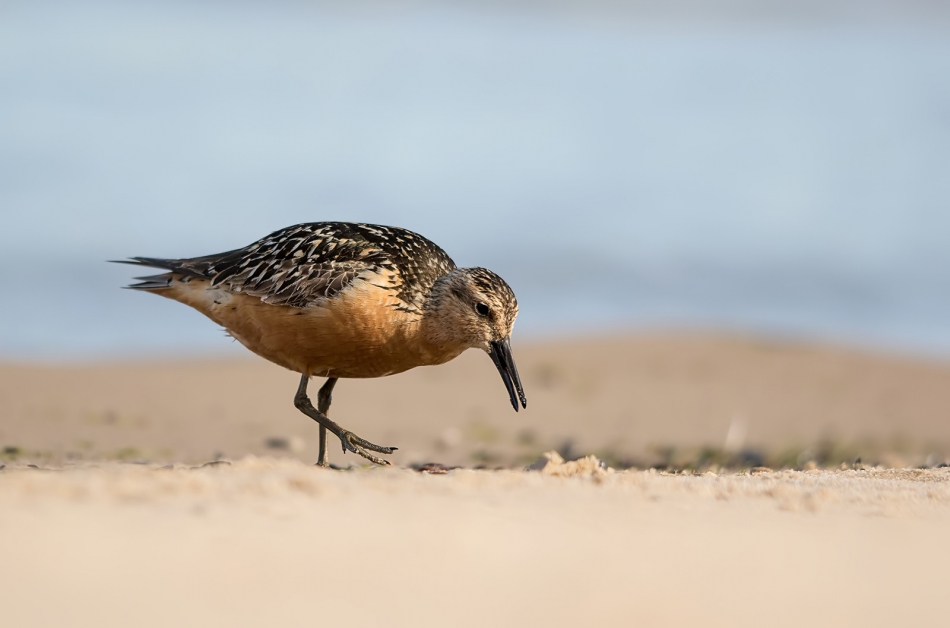 roman53 - Biegus rdzawy. . Zdjęcie 315792