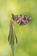 Boloria selene