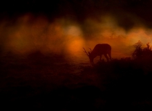 Red Morning...