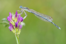 Platycnemis pennipes