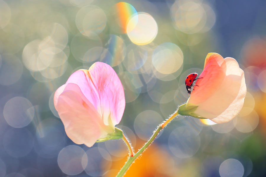 bluejeans - *. . Zdjęcie 109870