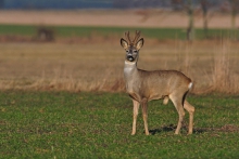 Koziołek 