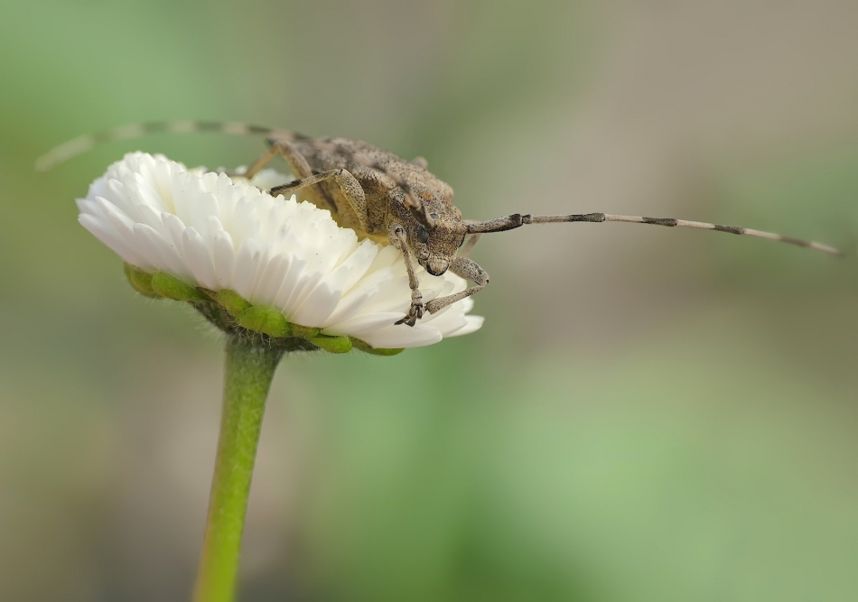 keni - Tycz cieśla (Acanthocinus aedilis). PE proszę. Zdjęcie 331740