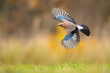 Sójka, Eurasian Jay (Ga...