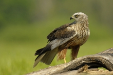 Błotniak stawowy 