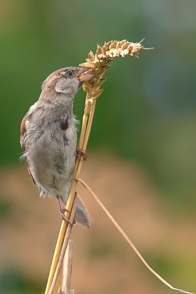 roman53 - . . Zdjęcie 291307