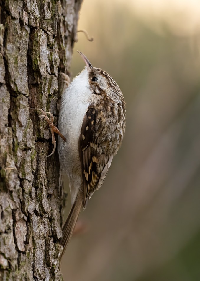 Pełzacz. . Zdjęcie 339223