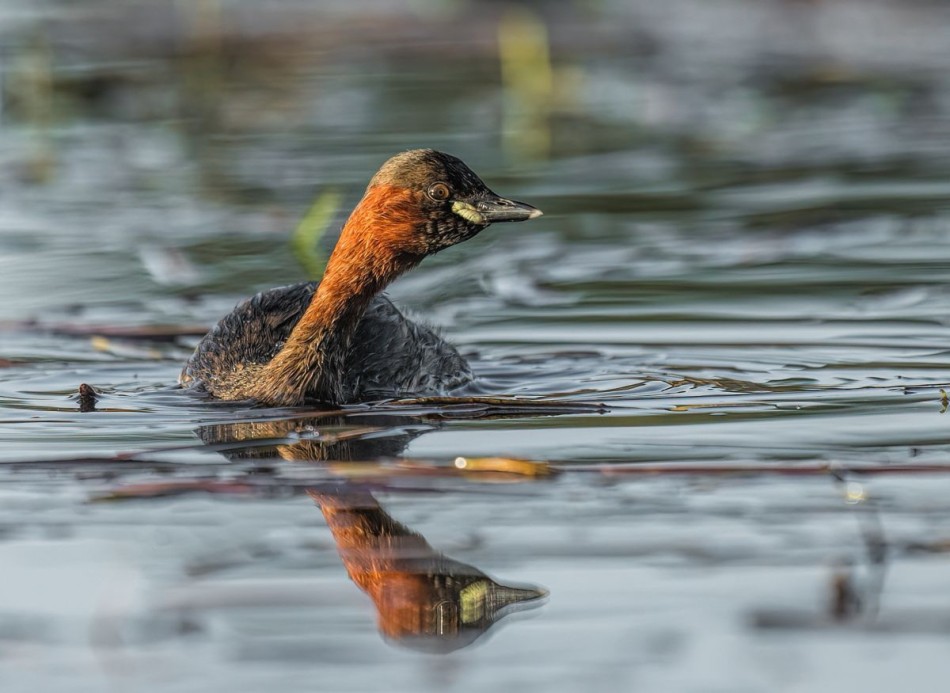 Perkozek. . Zdjęcie 339298