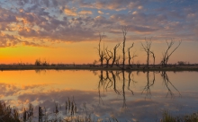 Martwa natura