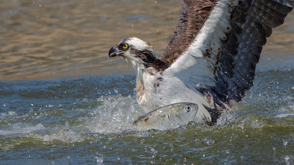fotosc - .  osprey. Zdjęcie 313749