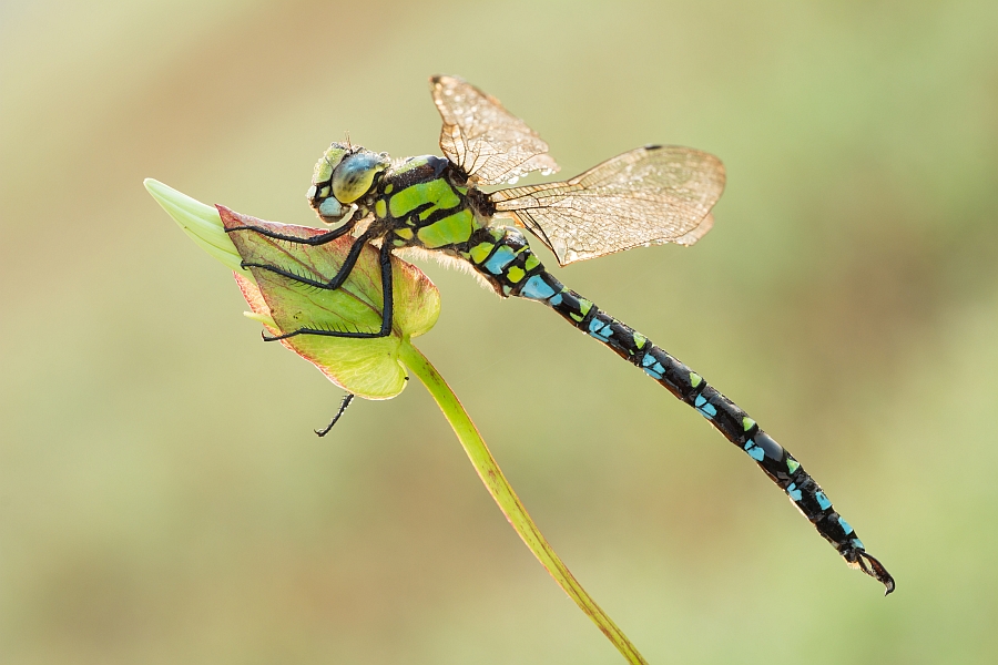 grzegorz - . . Zdjęcie 144796