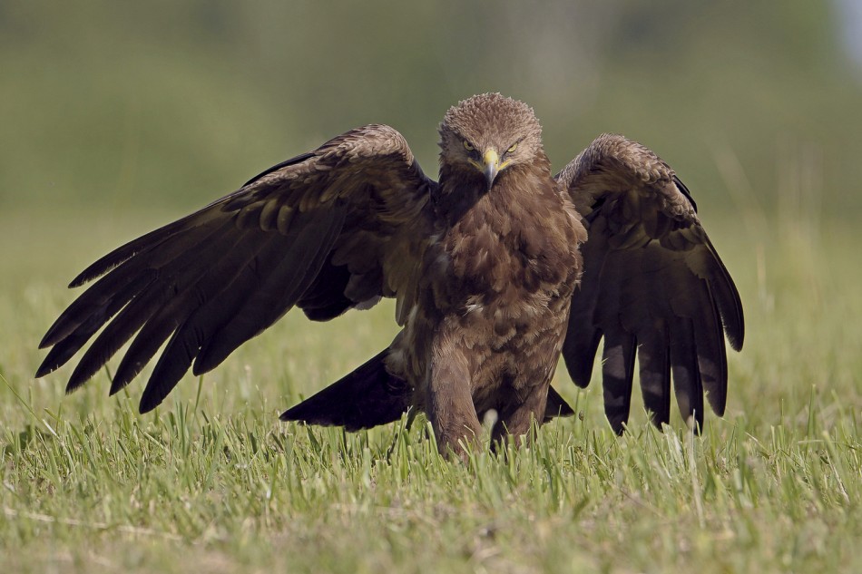 Orlik krzykliwy . . Zdjęcie 337921