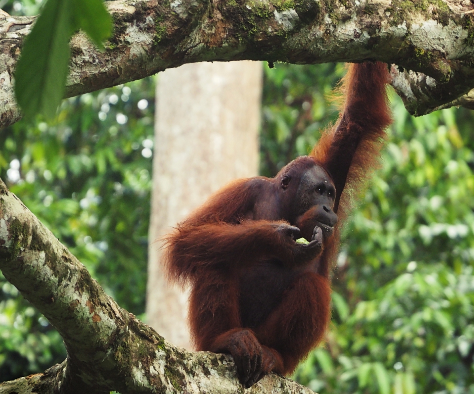 dziama0 - . Pusat Pemuliharaan Orang Utan Sepilok / Borneo . Zdjęcie 316183