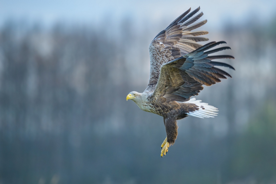 raftik - Bielik, White-tailed Eagle (Haliaeetus albicilla) .... . Zdjęcie 306204