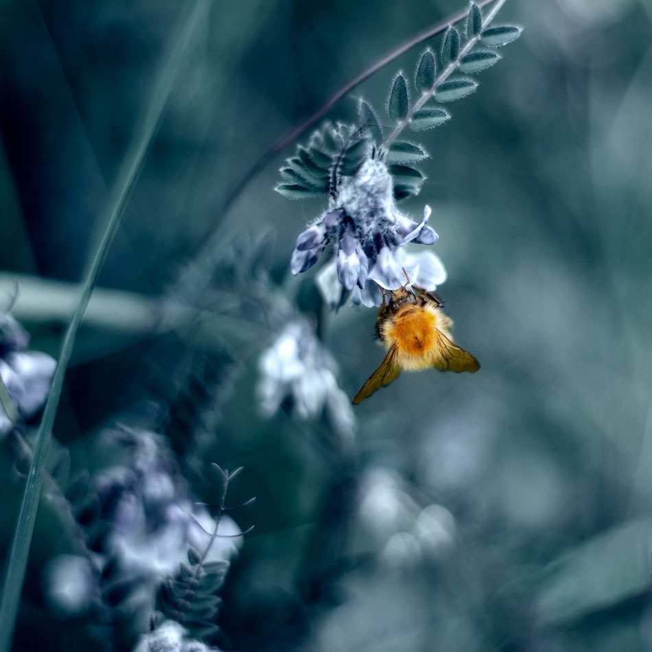 siwek - . . Zdjęcie 268515