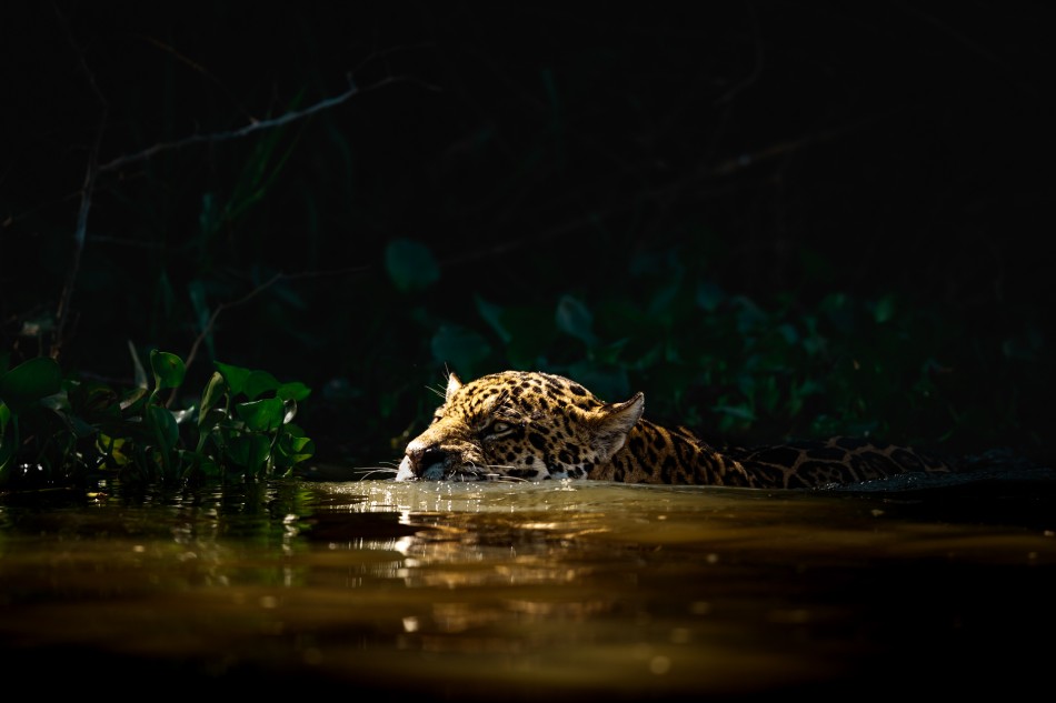 Ścieżka jaguara.  Pierwszy raz byłem w Pantanalu i po raz pierwszy w życiu obserwowałem kota, który tak swobodnie czuł się w wodzie. Odnosiło się wrażenie, że dla tego jaguara nie ma najmniejszej różnicy, czy porusza się po lądzie, czy w w
