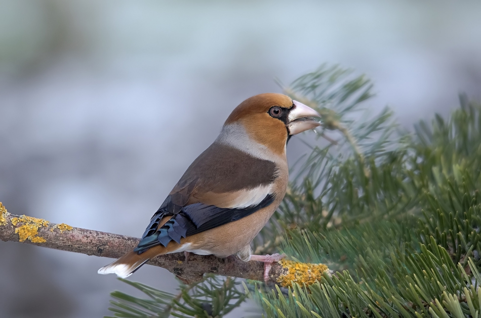 roman53 - . . Zdjęcie 297447