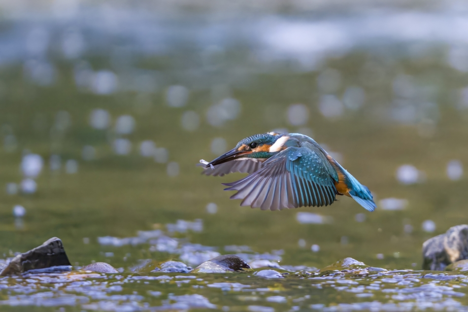 Nad wodą,zawsze jest ruch.... Zimorodek - Alcedo atthis Przyroda naszego regionu. Sony ILCE-1+Sony SEL200600G FE 200-600mm f/5.6-6.3 G OSS Przysłona: F/5,6-Czas ekspozycji-1/2500 s-ISO-10000-Ogniskowa-300 mm.. Zdjęcie 335201