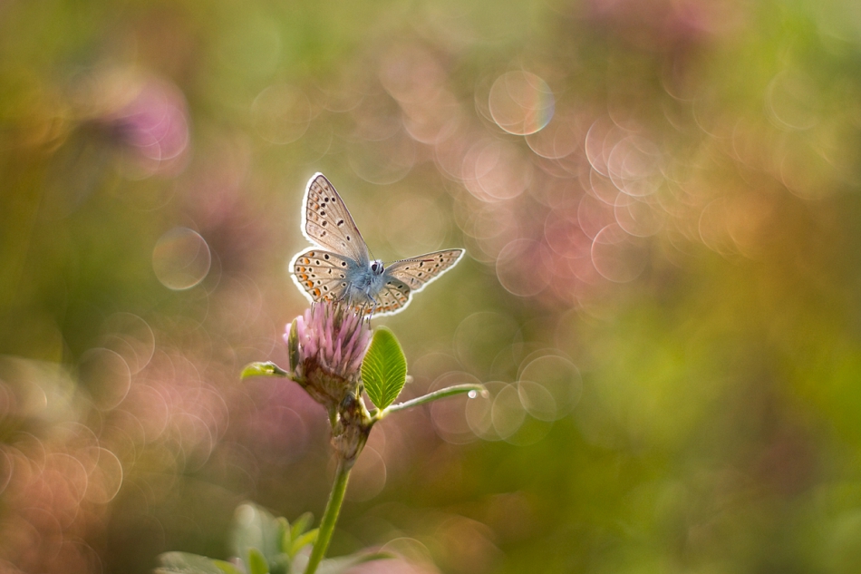 agnez - . PE. Zdjęcie 212726