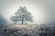 Samotny we mgle