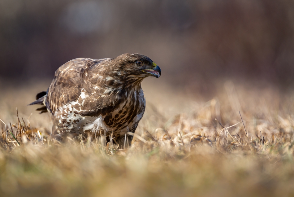 marcinmm - Myszołów zwyczajny ( Buteo buteo ). . Zdjęcie 314276