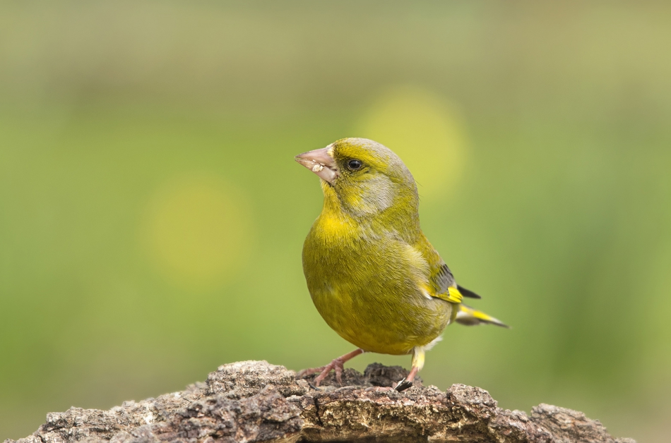 roman53 - . . Zdjęcie 301759