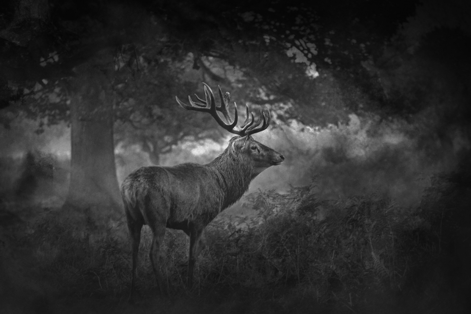 oN. . Zdjęcie 315464