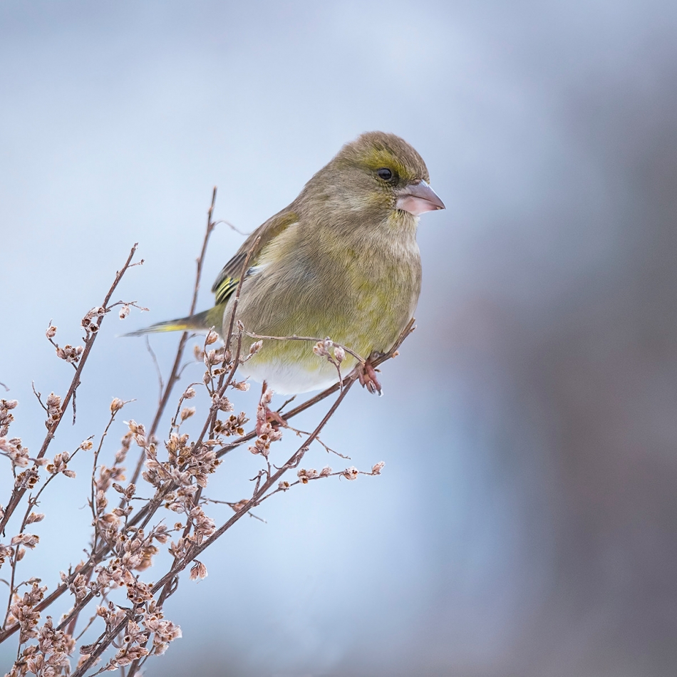 roman53 - Dzwoniec. . Zdjęcie 322506