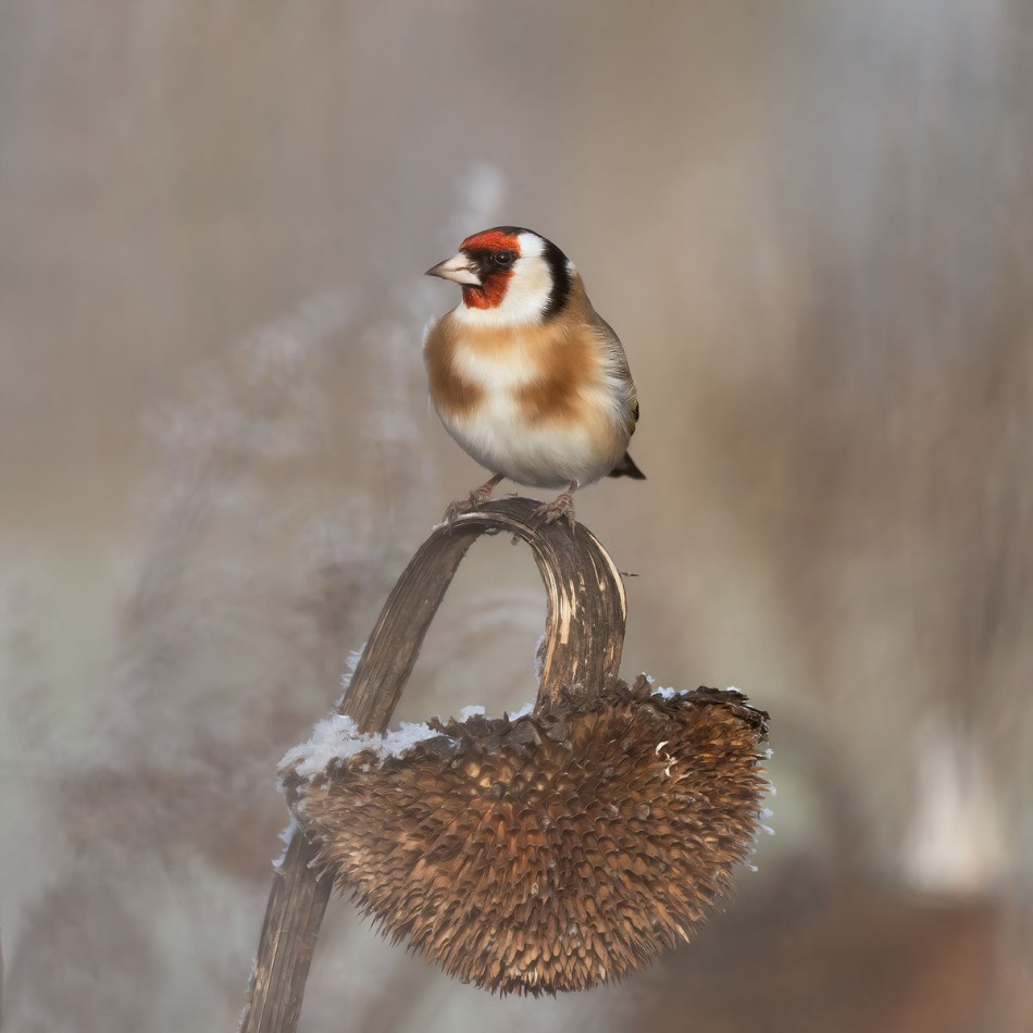 Szczygieł na słoneczniku. . Zdjęcie 338096