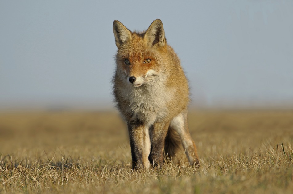 Wiosenne obrazy . . Zdjęcie 339890