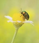 Chrysolina fastuosa