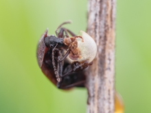 Carabus sp.