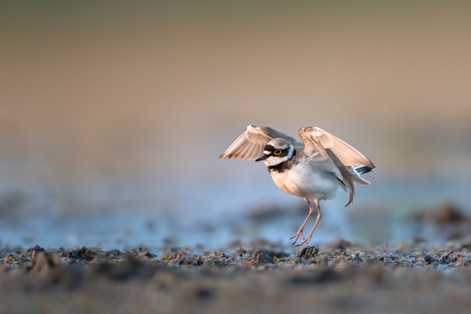 raftik - Sieweczka rzeczna, Little Ringed Plover (Charadrius dubius) ... . . Zdjęcie 291953