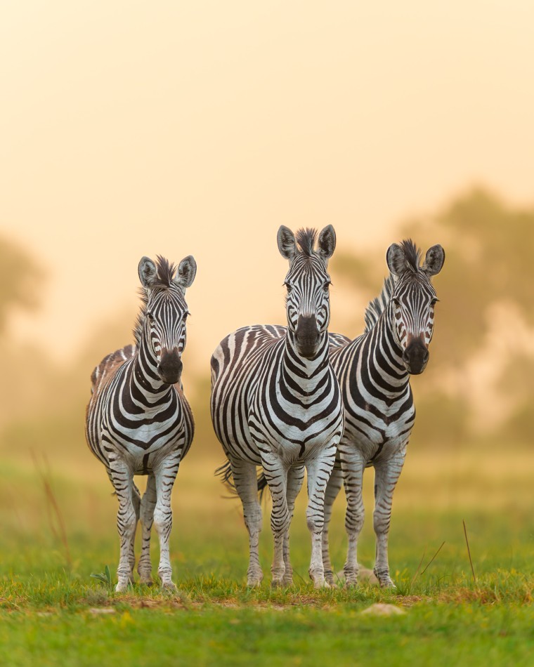 Czujne trio. Nawet w zwykle podmokłej Delcie Okawango silny wiatr potrafi wzbić tumany kurzu, tworząc tę specyficzną, złotą atmosferę widoczną na zdjęciu. W tych trudnych warunkach doskonały wzrok zebr to jedyny zmysł na którym mogą polegać