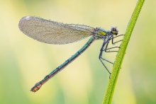 Calopteryx