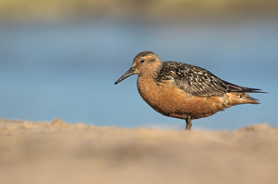 roman53 - Biegus rdzawy. . Zdjęcie 307204